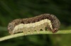 Eugnorisma depunctum: Larva (e.l. Upper Valais 2012) [S]