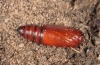 Eugnorisma depunctum: Pupa (e.l. Upper Valais 2012) [S]