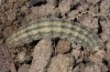 Agrotis desertorum: Raupe (Zuchtphoto 2016, Material aus Russland, Orenburg Region, Guberlya) [S]