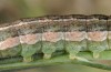 Anarta dianthi: Larva (Cyprus, Paphos, mid-April 2017) [S]