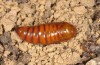 Anarta dianthi: Pupa (e.l. rearing, Cyprus, Paphos, larva in mid-April 2017) [S]