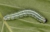 Cosmia diffinis: Larva in the penultimate instar (N-Germany, Lower Saxony, Elbe valley, Gartow, mid-May 2020) [M]