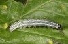 Cosmia diffinis: Larva in the penultimate instar (N-Germany, Lower Saxony, Elbe valley, Gartow, mid-May 2020) [M]