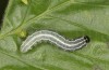 Cosmia diffinis: Larva in the penultimate instar (N-Germany, Lower Saxony, Elbe valley, Gartow, mid-May 2020) [M]