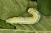 Cosmia diffinis: Larva (e.l. rearing, N-Germany, Lower Saxony, Elbe valley, Gartow, larva in May 2020) [S]