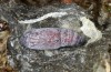Cosmia diffinis: Pupa (e.l. rearing, N-Germany, Lower Saxony, Elbe valley, Gartow, larva in May 2020) [S]