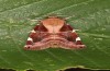 Cosmia diffinis: Adult (e.l. rearing, N-Germany, Lower Saxony, Elbe valley, Gartow, larva in May 2020) [S]