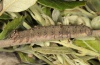 Catocala dilecta: Larva (e.l. Sardinia 2012) [S]