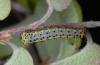 Diloba caeruleocephala: Half-grown larva (Provence, France, April 2011) [N]