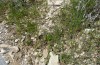 Autophila dilucida: Larvalhabitat (Zypern, Pera Pedi, Mitte April 2017) [N]