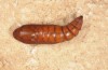 Autophila dilucida: Puppe (e.l. rearing, Cyprus, Paphos, larva in mid-April 2017) [S]