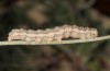 Autophila dilucida: Raupe (Zypern, Paphos, Mitte April 2017) [M]