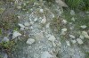 Autophila dilucida: Larvalhabitat (Zypern, Paphos, Mitte April 2017) [N]