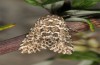 Alvaradoia disjecta: Adult (e.l. rearing, Spain, Sierra de Albarracin, larva in late July 2017) [S]