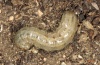 Euxoa distinguenda: Larva (e.l. Vinschgau, South Tyrol, April 2012) [S]