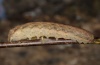 Xestia ditrapezium: Larva (Schwäbisch Gmünd 2011) [S]