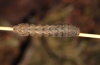 Xestia ditrapezium: Half-grown larva (Memmingen, October 2010) [M]
