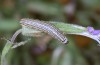 Stenoecia dos: Larva in the penultimate instar prior to moulting (e.l. rearing, Greece, Lesbos, Skala Kallonis, late May 2019) [S]