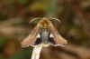 Stenoecia dos: Adult (e.l. rearing, Greece, Lesbos, Skala Kallonis, larva in late May 2019) [S]