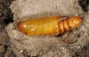 Cucullia dracunculi: Pupa (e.l. east Spain, Teruel, 2013)