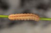 Hadena drenowskii: Half-grown larva (e.o. rearing, SW-Bulgaria, Petrich, Belasitza Mountains, oviposition early August 2017) [S]