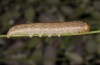 Hadena drenowskii: Larva (e.o. rearing, SW-Bulgaria, Petrich, Belasitza Mountains, oviposition early August 2017) [S]