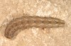 Hadena drenowskii: Larva (e.o. rearing, SW-Bulgaria, Petrich, Belasitza Mountains, oviposition early August 2017) [S]