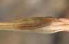 Hadena drenowskii: Young larva (e.o. rearing, SW-Bulgaria, Petrich, Belasitza Mountains, oviposition early August 2017) [S]