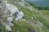 Hadena drenowskii: Larvalhabitat mit Silene bupleuroides (SW-Bulgarien, Petrich, Belasitza Mountain, 1750m, Lichtfalle, Anfang August 2017) [N]