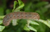 Euplexia dubiosa: Larva (e.l. Madeira 2013) [S]