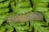 Euplexia dubiosa: Larva (e.l. Madeira 2013) [S]