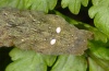 Euplexia dubiosa: Larva (e.l. Madeira 2013) [S]