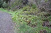 Euplexia dubiosa: Larval habitat (this time with Rumex maderensis) in the laurel forest (Madeira, Encumeada, March 2013) [N]