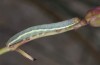 Hecatera dysodea: Half-grown larva (e.o. Provence 2013) [S]