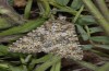 Hecatera dysodea: Adult (e.l. S-Germany, Schwaebisch Gmuend, larva in summer 2007) [S]