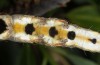 Catocala electa: Larva (breeding photo, lower Austria, 2015) [S]