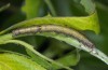 Catocala electa: Half-grown larva (breeding photo, lower Austria, 2015) [S]