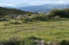 Euchalcia emichi: Larval habitat in Spatharei region (Samos, late April 2015) [N]
