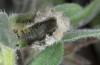 Euchalcia emichi: Larva directly after last moult, shelter artificially opened (Samos, late April 2015) [M]