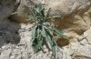 Dichagyris endemica: Larvalhabitat in einem Kalkgebiet mit Jurinea cypria (W-Zypern, Agios Therapon, Anfang April 2018) [N]