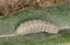 Dichagyris endemica: Half-grown larva (W-Cyprus, Agios Therapon, mid-April 2017) [M]
