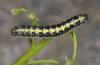Cucullia erythrocephala: Half-grown larva (e.l. rearing, Spain, Cabo de Gata, young larva in late March 2019) [S]