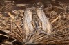 Cucullia erythrocephala: Adult (e.l. rearing, Spain, Cabo de Gata, larva in late March 2019) [S]