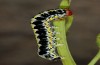 Cucullia erythrocephala: Larva (e.l. rearing, Spain, Cabo de Gata, young larva in late March 2019) [S]