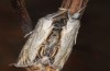 Cucullia erythrocephala: Adult (e.l. rearing, Spain, Cabo de Gata, larva in late March 2019) [S]