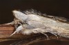 Cucullia erythrocephala: Adult (e.l. rearing, Spain, Cabo de Gata, larva in late March 2019) [S]