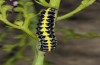 Cucullia erythrocephala: Larva (e.l. rearing, Spain, Cabo de Gata, young larva in late March 2019) [S]