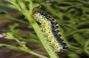 Cucullia erythrocephala: Larva (e.l. rearing, Spain, Cabo de Gata, young larva in late March 2019) [S]