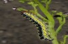Cucullia erythrocephala: Larva (e.l. rearing, Spain, Cabo de Gata, young larva in late March 2019) [S]
