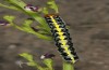 Cucullia erythrocephala: Larva (e.l. rearing, Spain, Cabo de Gata, young larva in late March 2019) [S]